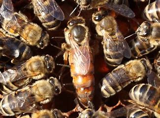 Regal Renewal: How to Requeen Your Beehive!