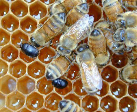 Taking a Stand Against Small Hive Beetles: Safeguarding Our Beehives!