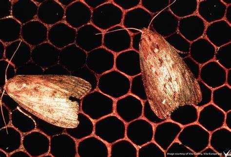 Shielding Our Honeycomb: Effective Strategies to Control Wax Moths!